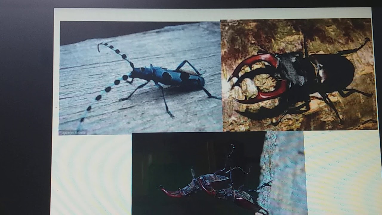 Stawonogi biologia klasa 6 - YouTube Test Biologia Klasa 6 Stawonogi
