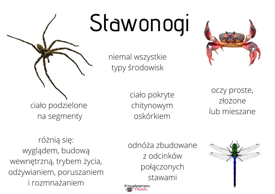 Stawonogi - plansze edukacyjne • Złoty nauczyciel Stawonogi Wystepuja Niemal We Wszystkich Typach Srodowisk Wodnych I Ladowych