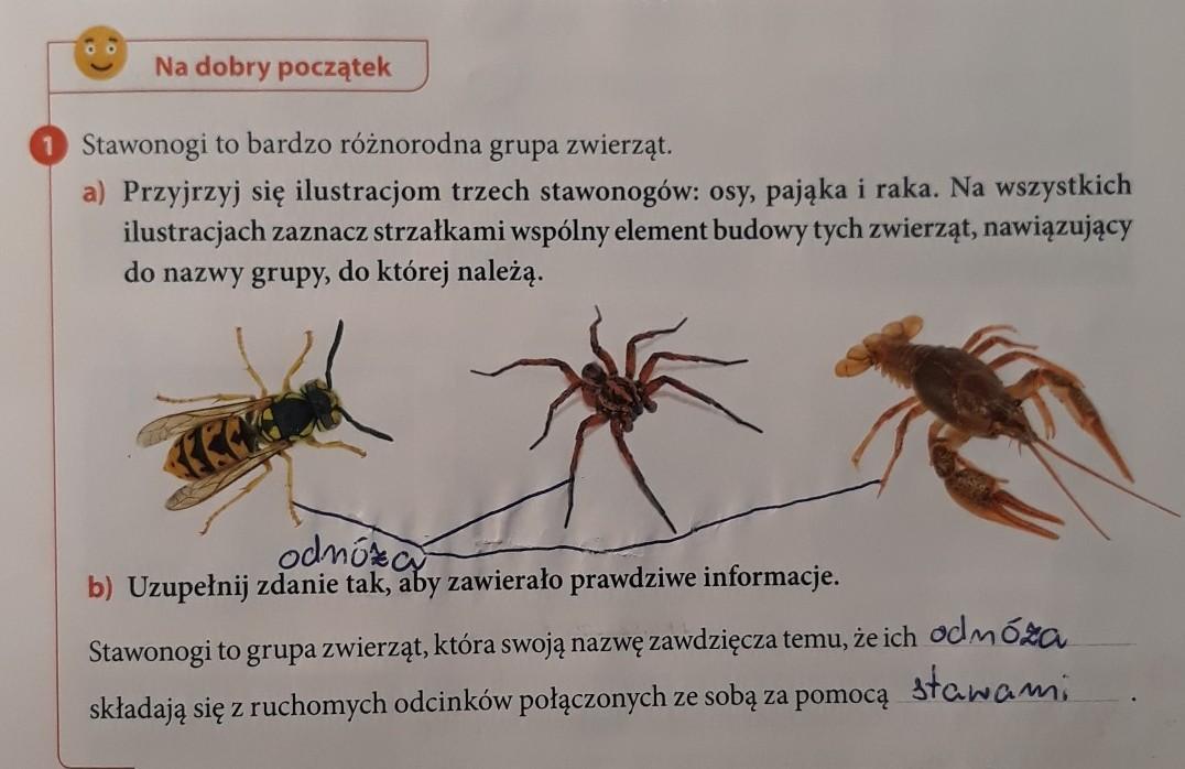 stawonogi to bardzo różnorodna Grupa zwierząt Przyjrzyj się ilustracjom Przyjrzyj Sie Imionom Zwierzat Co Mozna Zauwazyc