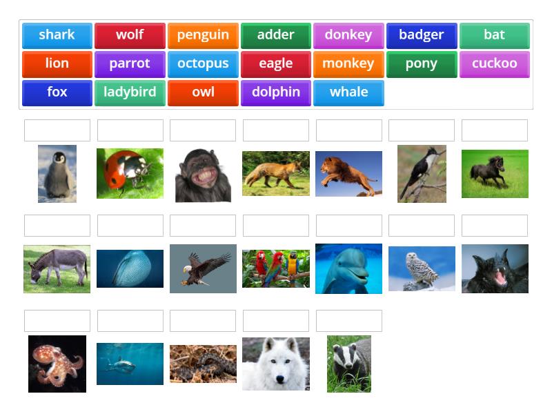 steps plus 6 unit 3-wild animals - Match up Steps Plus Unit 3