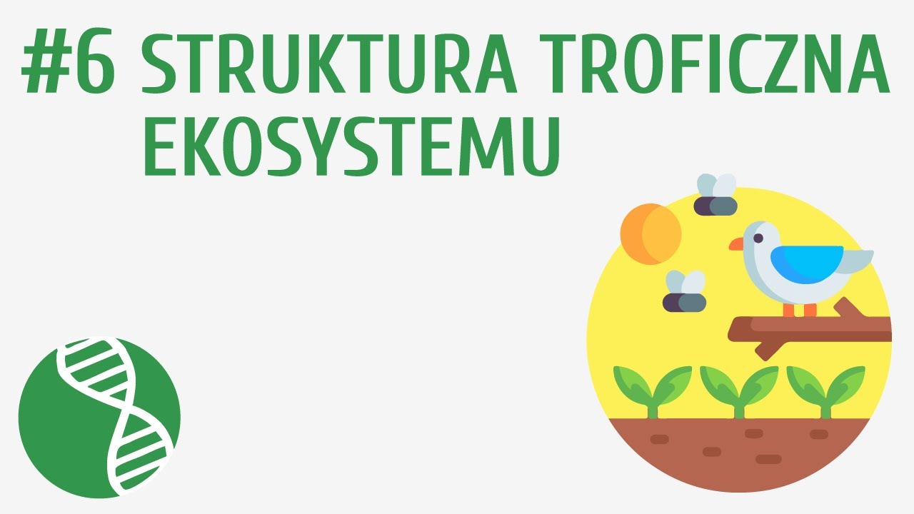 Struktura troficzna ekosystemu #6 [ Ekologia ] - YouTube Co To Jest Piramida Ekologiczna