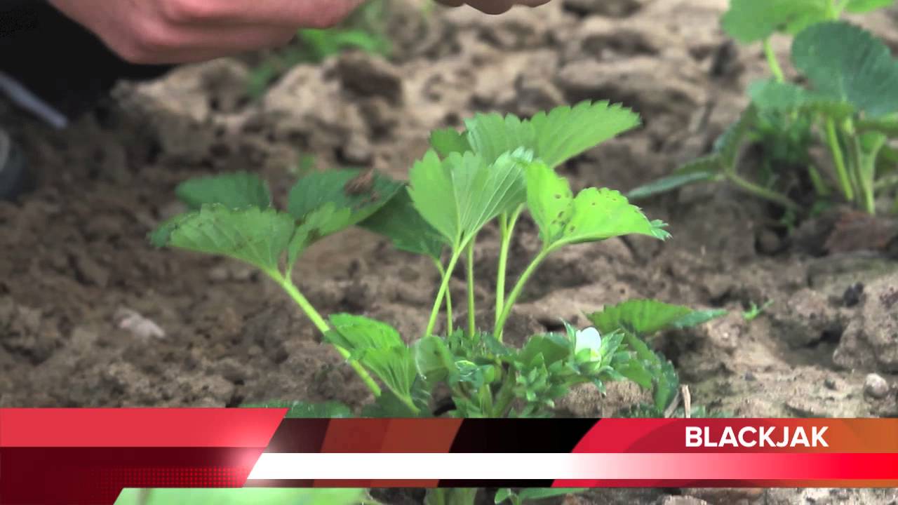 Nauczanie I Wychowanie Jako Stymulacja Rozwoju Człowieka