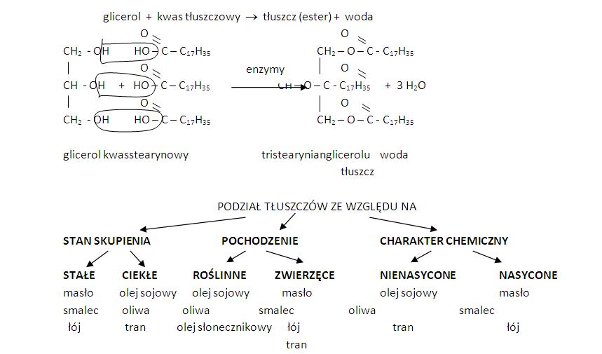 Substancje o znaczeniu biologicznym - powtórka, streszczenie z Chemia Substancje O Znaczeniu Biologicznym Sprawdzian Pdf