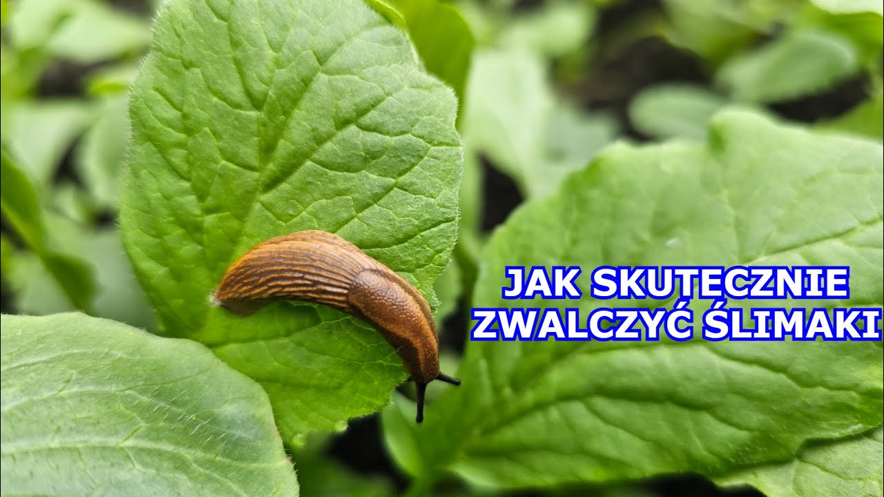Sypię i NIE MA Ślimaków - Jak SKUTECZNIE Zwalczyć Ślimaki. Sposoby na Brązowe ślimaki Bez Muszli Wikipedia