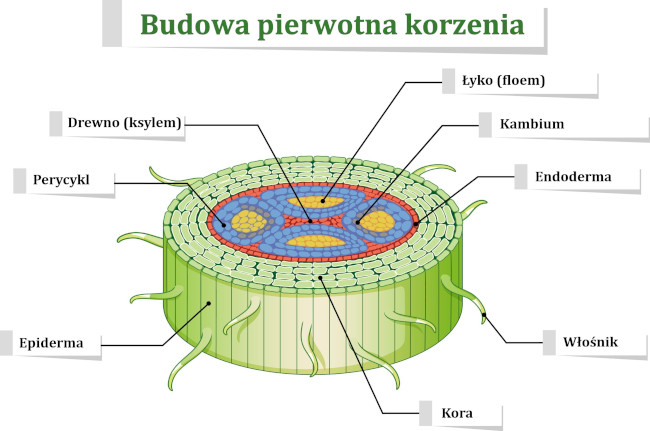 Budowa Pierwotna I Wtórna Korzenia