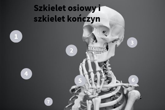 Szkielet Osiowy I Szkielet Kończyn