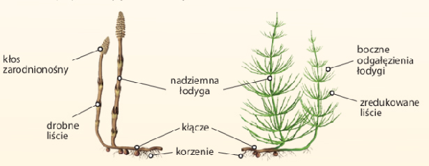 Szkoła podstawowa – klasa 5 – Biologia – SOSW w Kluczborku Cykl Rozwojowy Skrzypu Polnego