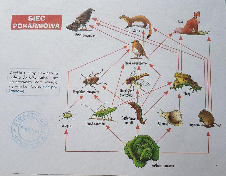 SZYBKO PLS DAM NAJ1. ile łańcuchów pokarmowych tworzy sieć pokarmową Uzupełnij łańcuchy Pokarmowe Nazwami Organizmów Z Zadania 7