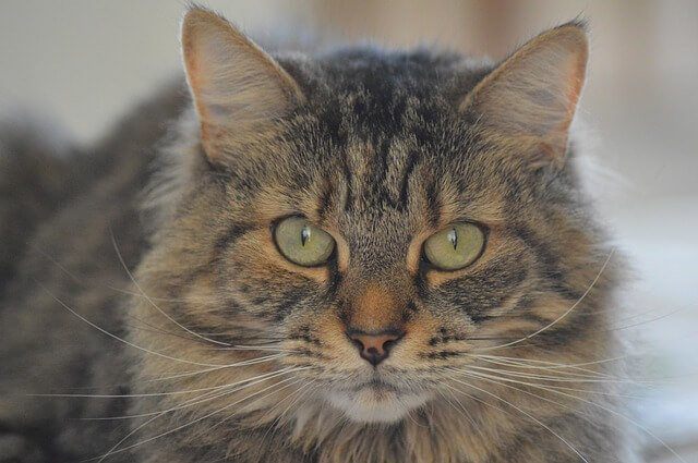 Tabby Cats Patterns, History And Personality Feline Lymphocytic Plasmacytic Gingivitis Stomatitis