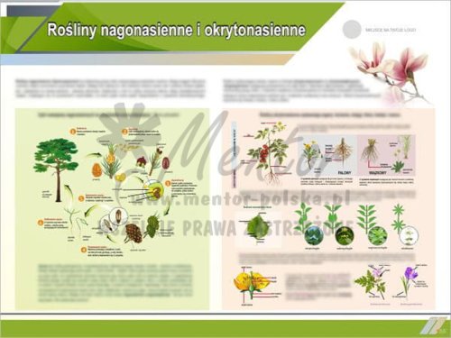 Porównaj Rośliny Nagonasienne I Okrytonasienne