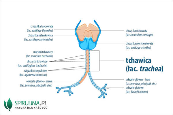 Tchawica - algi Spirulina i Chlorella Znajduje Sie Bezposrednio Za Tchawica Tworzy Liczne Rozgalezienia