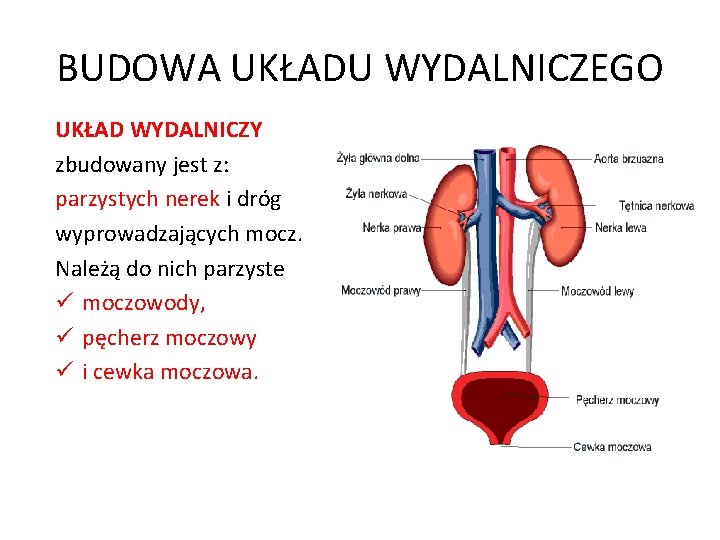 Temat lekcji UKAD MOCZOWY I WYDALANIE ROLA UKADU Schemat Przedstawia Kolejnosc Struktur Wchodzacych W Sklad Drog Moczowych