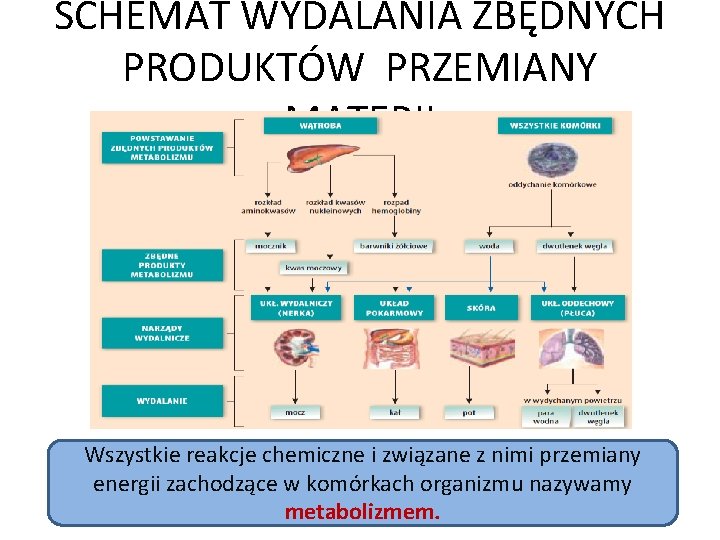 Temat lekcji UKAD MOCZOWY I WYDALANIE ROLA UKADU Schemat Przedstawia Wydalanie Produktów Metabolizmu Przez Różne Narządy