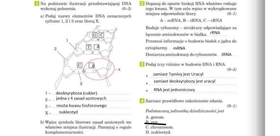 Test Biologia Klasa 8 Genetyka - question Test Genetyka Biologia Klasa 8