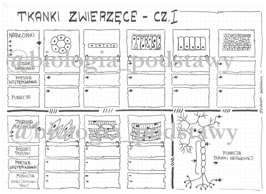 Test Tkanki Zwierzce Klasa 6 - question Tkanki Zwierzęce Test Klasa 6