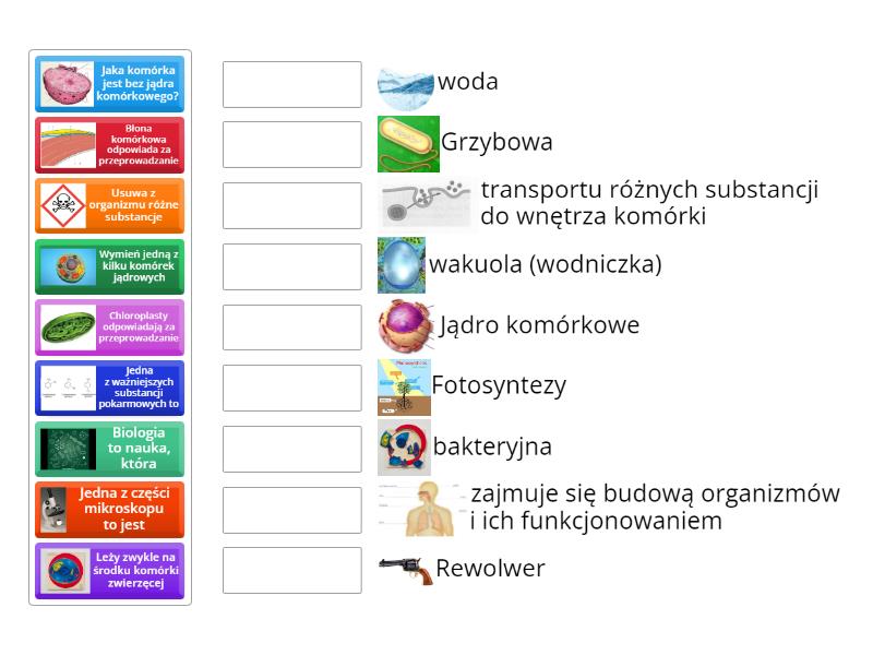 Test z Biologii (podstawy) - Połącz w pary Test Biologia Klasa 6 Dzial 4