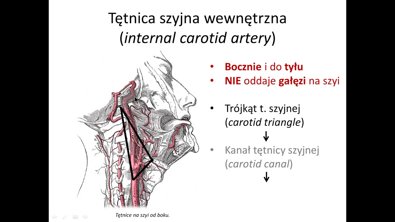 Tętnica szyjna wewnętrzna (wstęp) - YouTube Jak Się Mierzy Kąty Kątomierzem