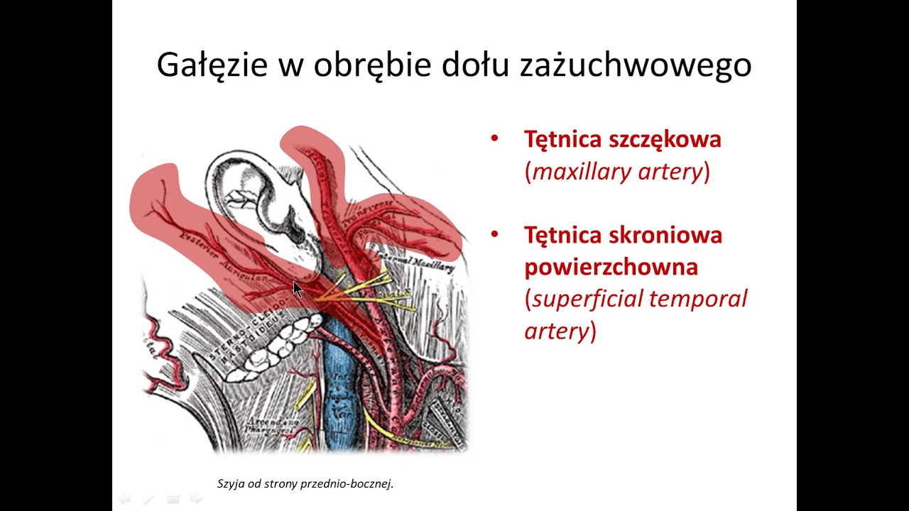 Niedrożność Zastawki Komorowo Otrzewnowej Objawy