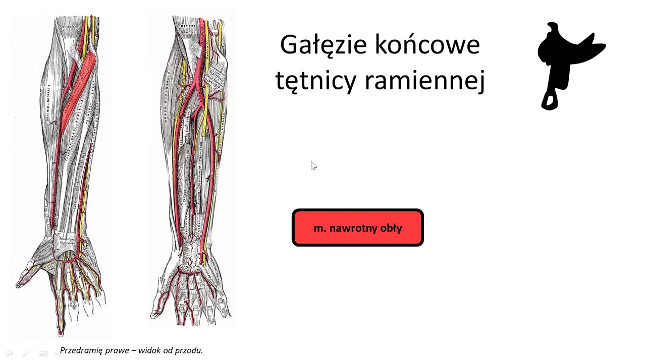Tętnice przedramienia (wstęp) - YouTube Naturalne Wzmocnienie Zyl I Tetnic