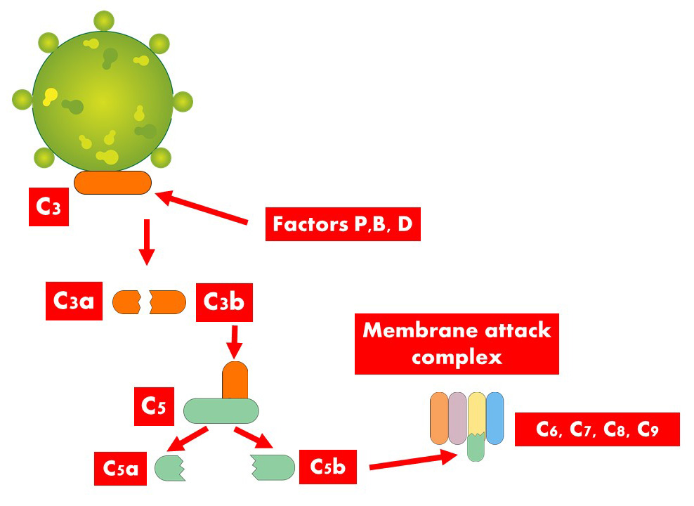 The Complement System Made Easy | Interactive Biology, with Leslie Samuel Czym Różni Się Luteranizm Od Kalwinizmu