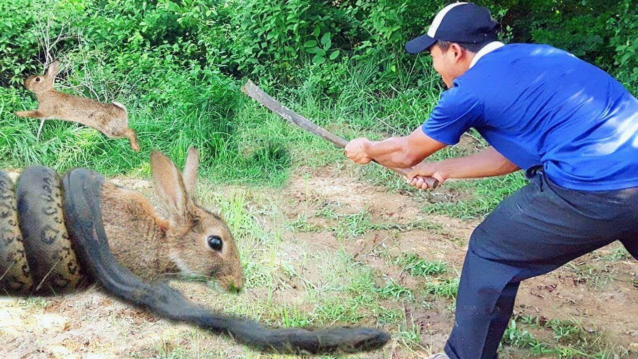 How To Trap Rabbits In The Forest