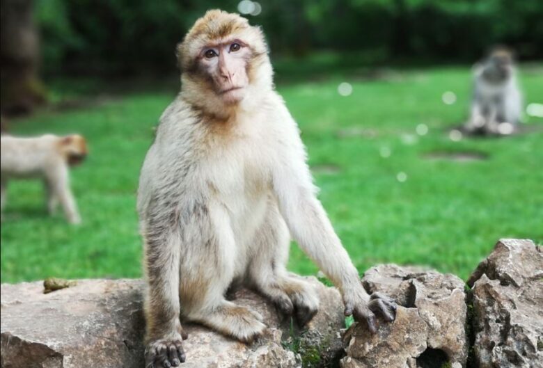 The Monkey King Movie Download Filmyzilla