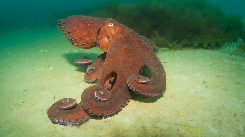 Biggest Octopus Ever Caught On Camera