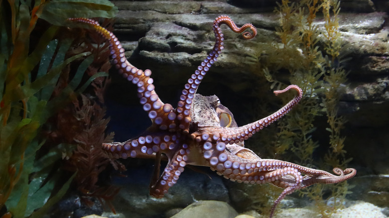 This Is The Biggest Octopus Ever Caught On Camera Biggest Octopus Ever Caught On Camera