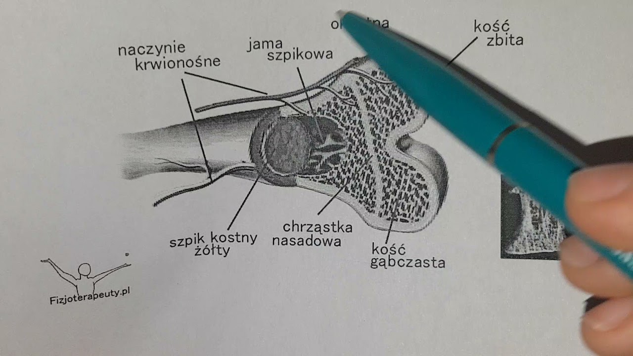Uwidocznione Struktury Kostne Co To Znaczy