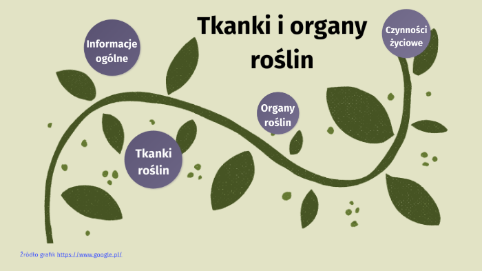 Tkanki i organy roślin by Małgorzata Czaplicka on Prezi Tkanki I Organy Roslinne