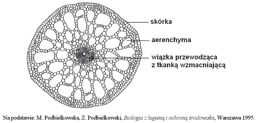 Tkanki roślinne | BiologHelp Drewno I Lyko Odpowiadaja Za Przewodzenie Roznych Substancji W Roslinie