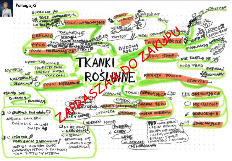 Tkanki roślinne biologia klasa 5 - mapa myśli • Złoty nauczyciel Test Biologia Klasa 5 Tkanki Roslinne