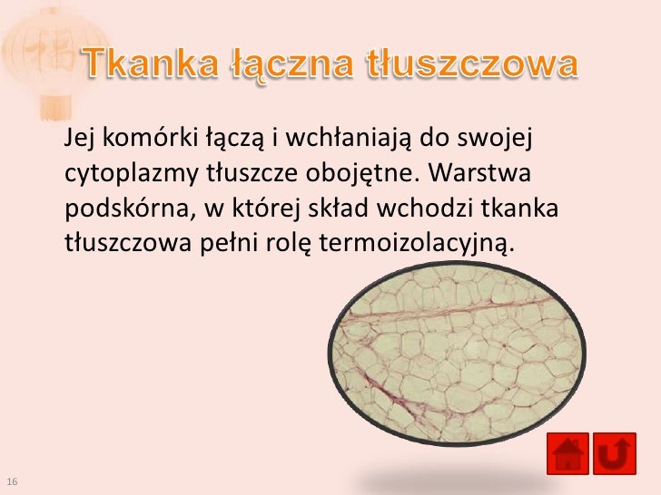 Tkanki zwierzęce Rola Tkanki Tłuszczowej W Organizmie Człowieka