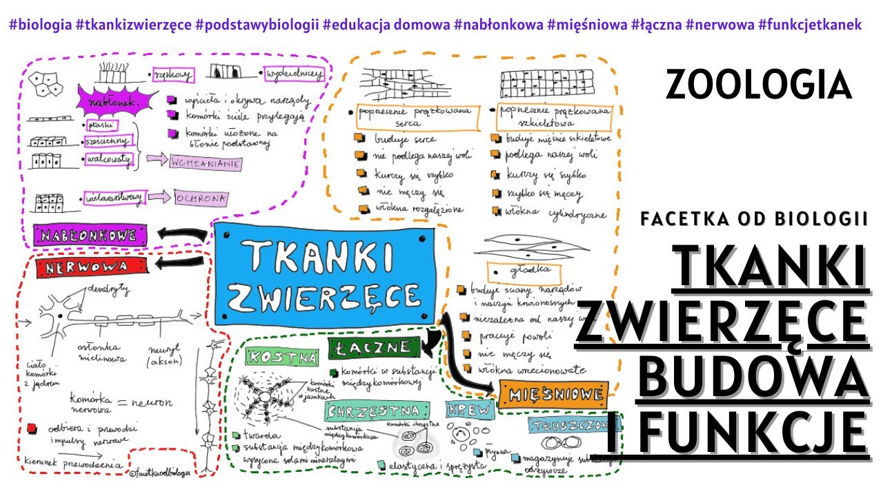 Tkanki zwierzęce - Budowa i funkcje tkanek zwierzęcych - Darmowe Tkanki Zwierzece
