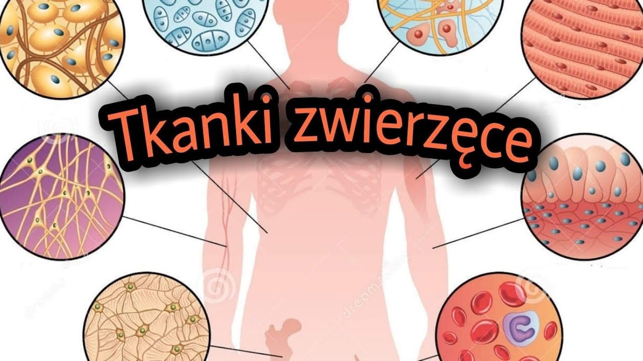 Tkanki zwierzęce kl. 6 - YouTube Tkankizwierzat