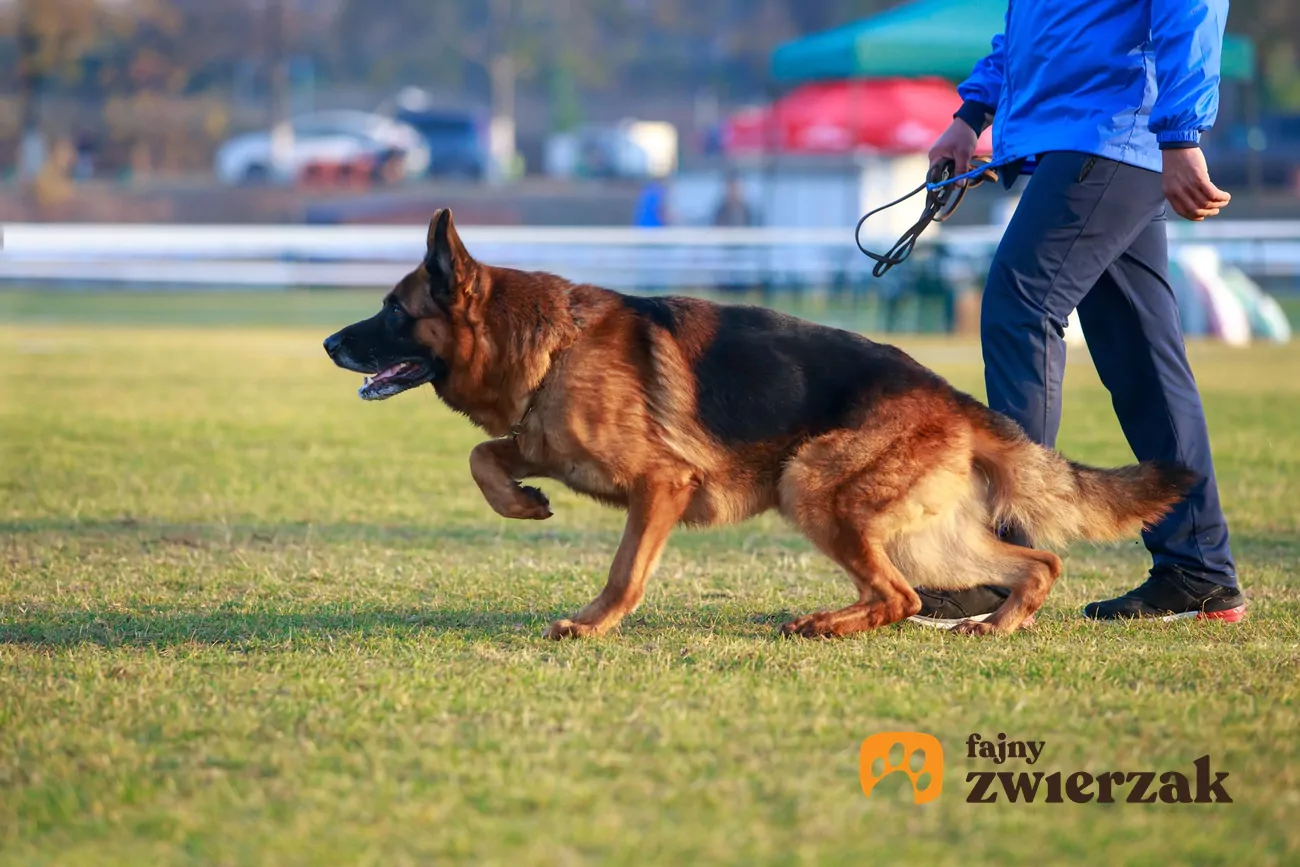 Tresura owczarka niemieckiego krok po kroku – poradnik praktyczny Ile Powinna Wazyc Suka Owczarka Niemieckiego