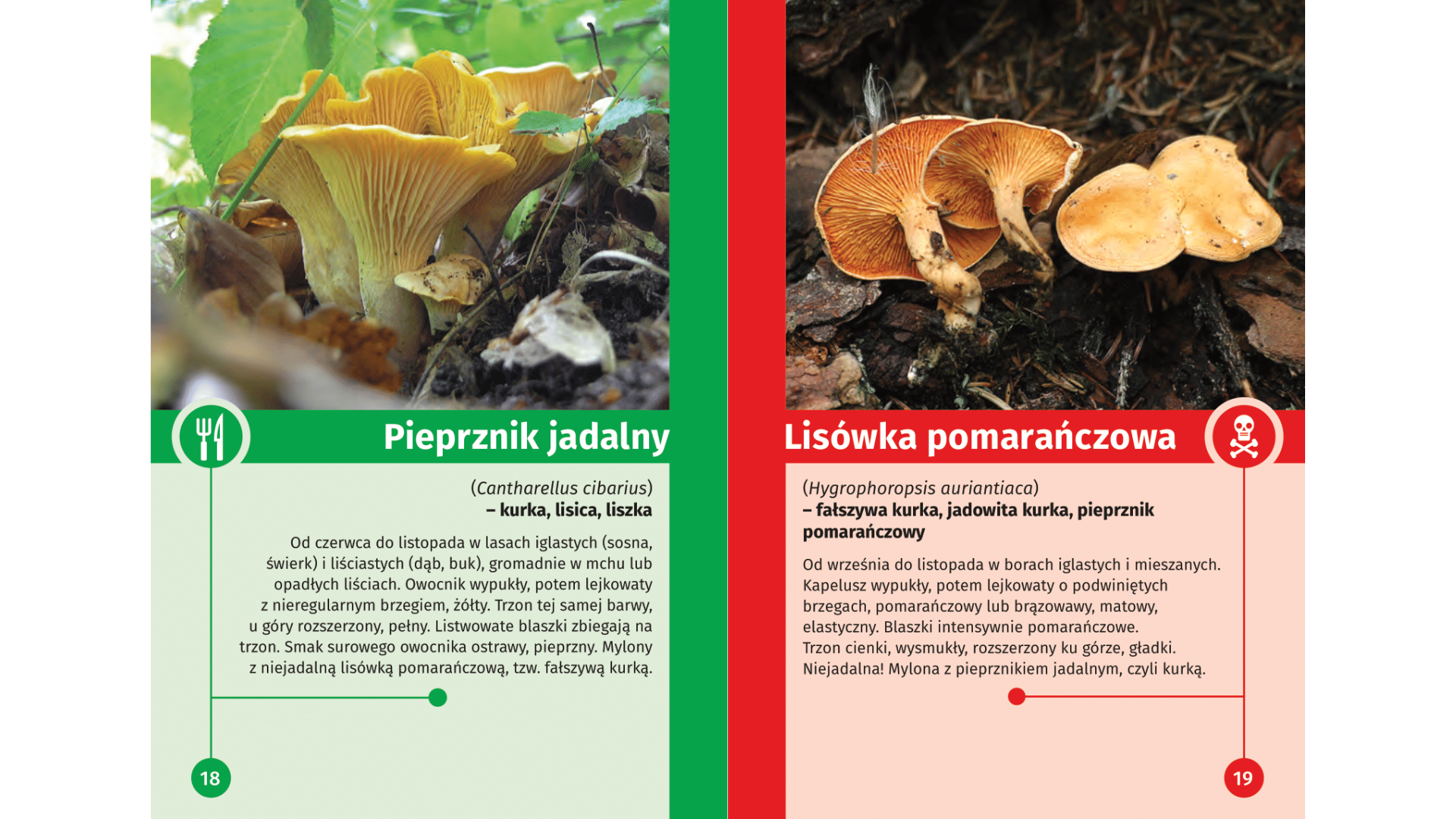 Trujące grzyby, które wyglądają jak jadalne Grzyby Jadalne I Trujące Klasa 3