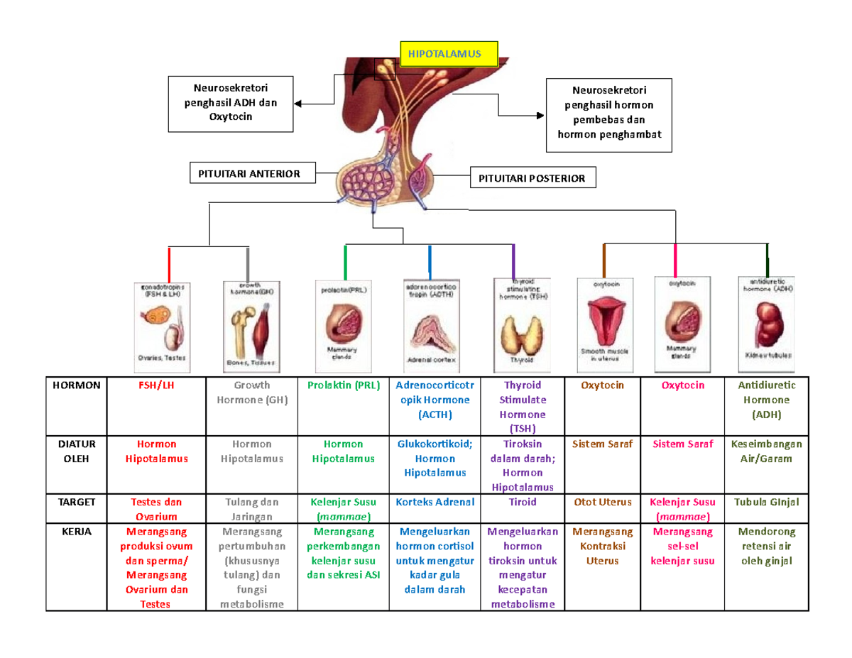 Tugas anatomi Bagan - Mekanisme hormonal - HORMON FSH/LH Growth Hormone Przyporzadkuj Wymienionym Gruczolom Dokrewnym Odpowiednie Hormony