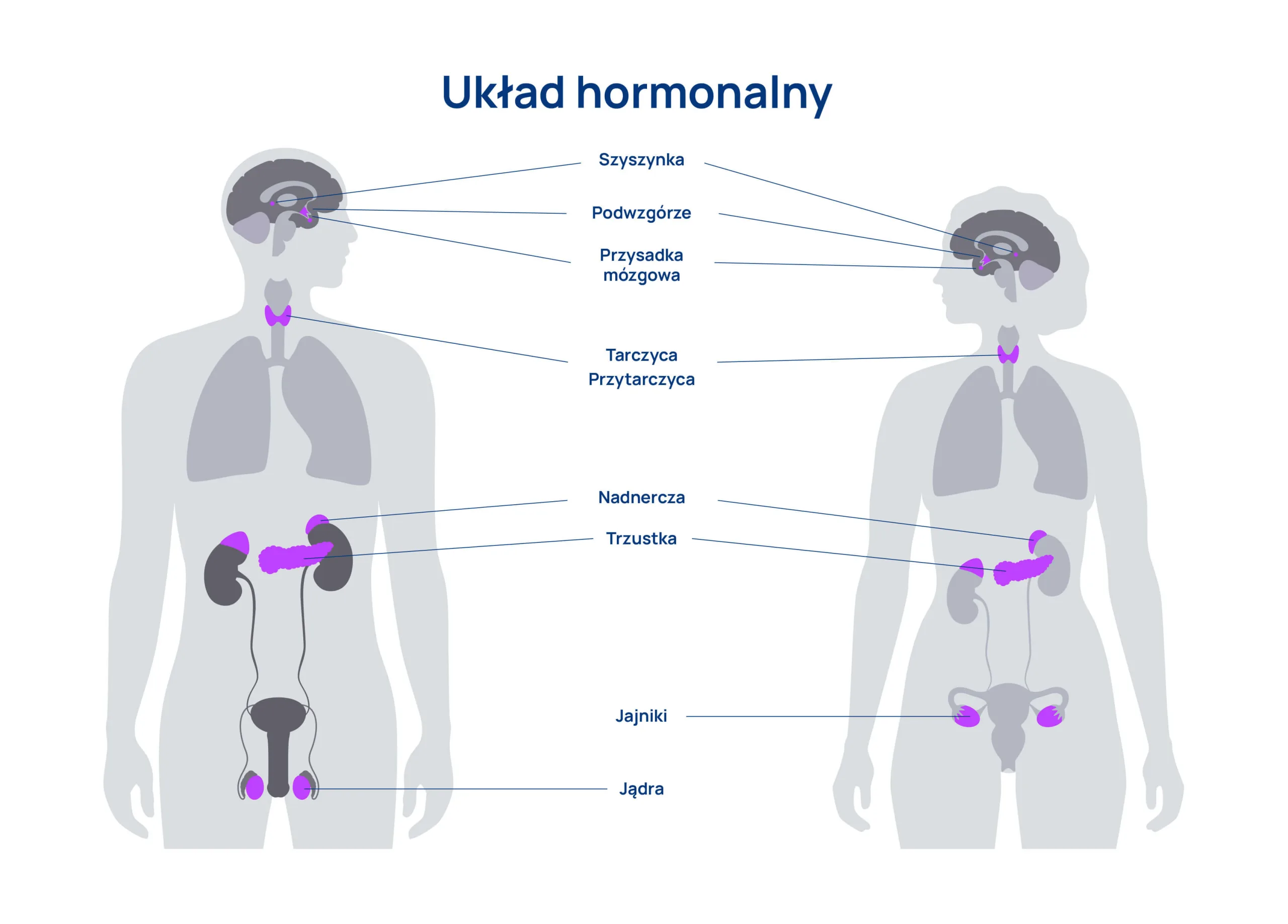 Układ hormonalny człowieka. Budowa, funkcje, hormony - Centrum Wiedzy Uklad Hormonalny Biologia Klasa 7