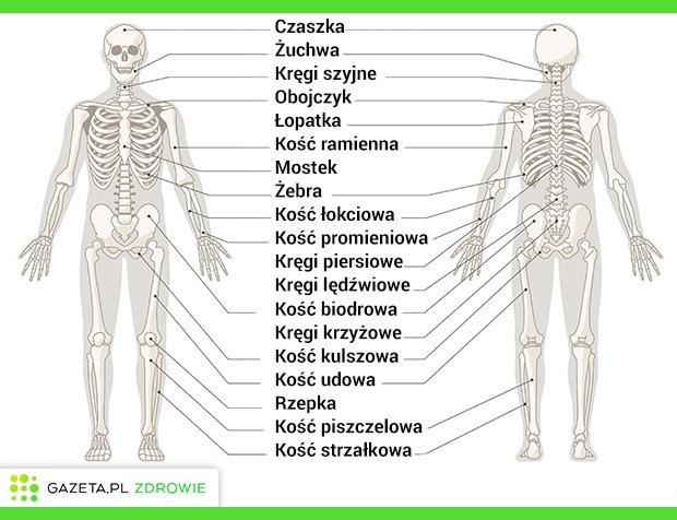 UKŁAD KOSTNY I STAWY - budowa, funkcje i najczęstsze schorzenia Budowa I Funkcje Szkieletu Sprawdzian