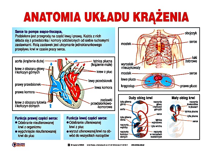 Sprawdzian Z Dzialu Uklad Krazenia Klasa 7