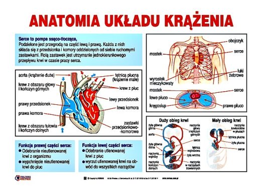 Układ krążenia Uklad Krazenia Sprawdzian Klasa 7 Odpowiedzi
