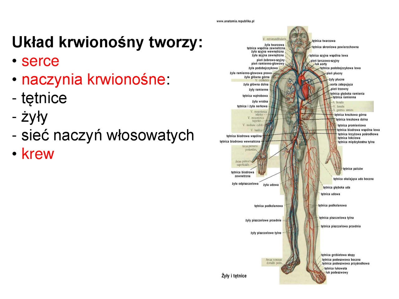 Układ krwionośny człowieka - Docsity Uklad Krwionosny Sprawdzian Klasa 7