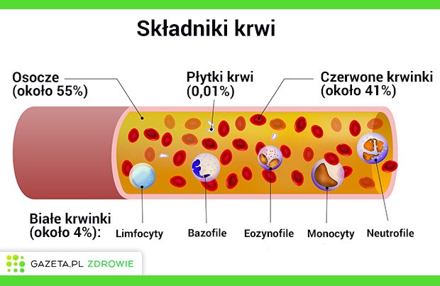 UKŁAD KRWIONOŚNY (KRĄŻENIA) - budowa, funkcje i najczęstsze choroby Biologia Klasa 7 Sprawdzian Uklad Krwionosny