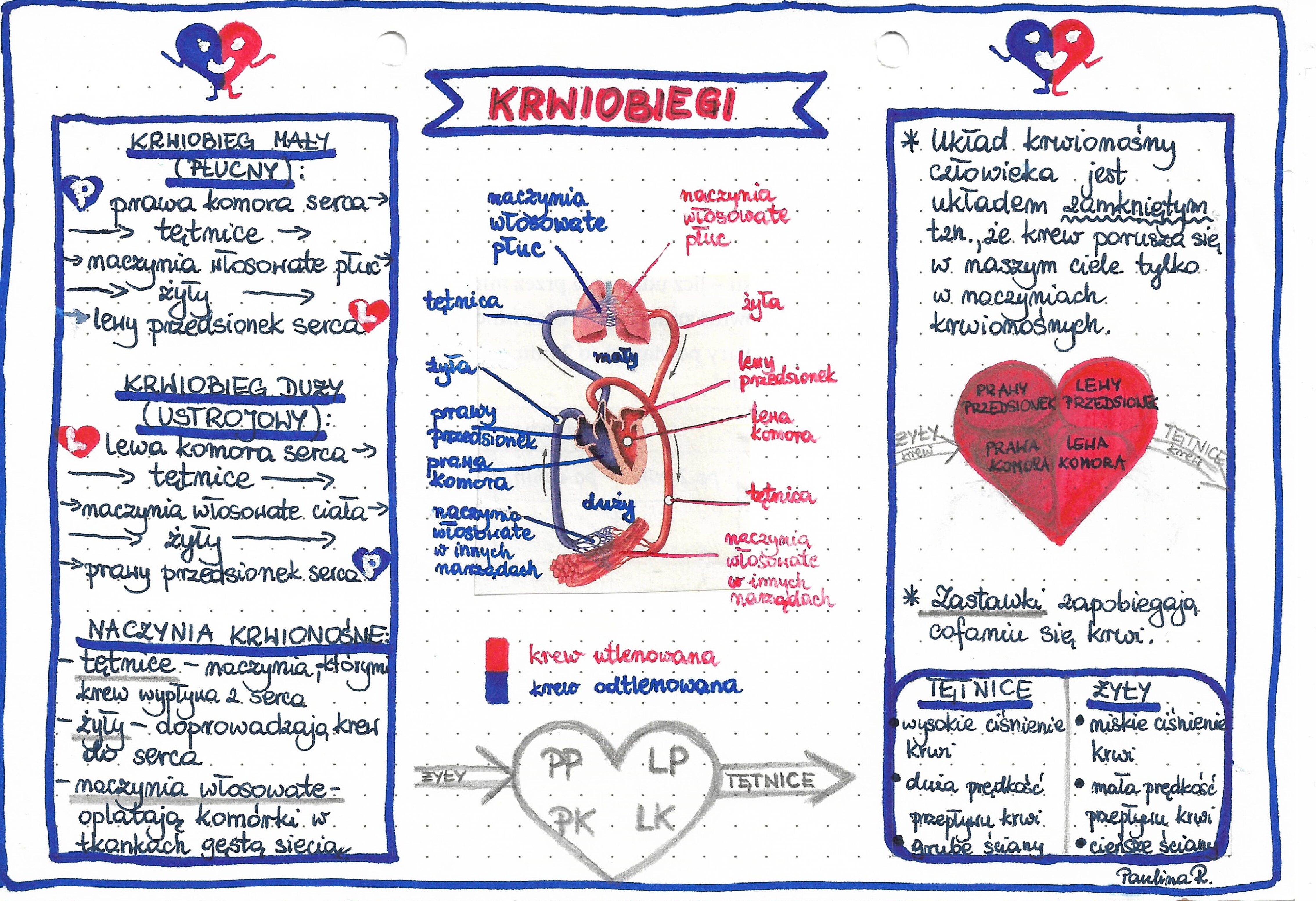 Uklad Krwionosny Sprawdzian Klasa 7 Pdf