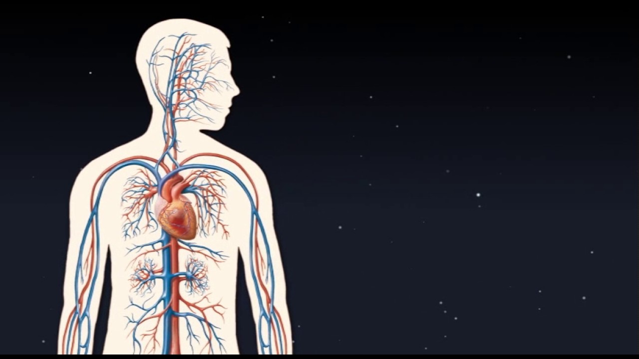 Anatomia Człowieka Mięśnie I Ich Przyczepy Pdf