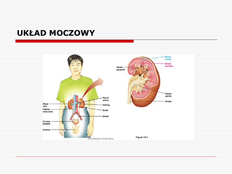 UKŁAD MOCZOWY Uklad Moczowy Sprawdzian