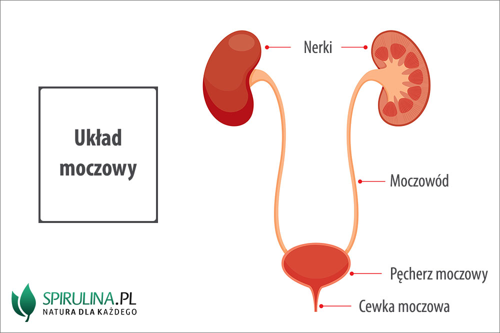Uklad Moczowy