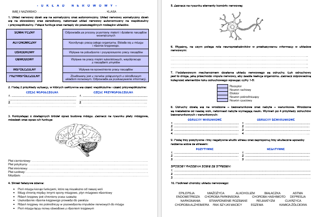 Układ nerwowy człowieka - sprawdzian/karta pracy • Złoty nauczyciel Biologia Klasa 7 Sprawdziany Pdf