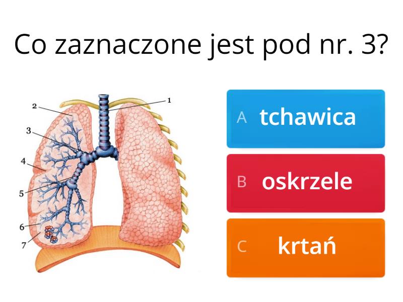 Układ Oddechowy I Wydalniczy Sprawdzian Klasa 7